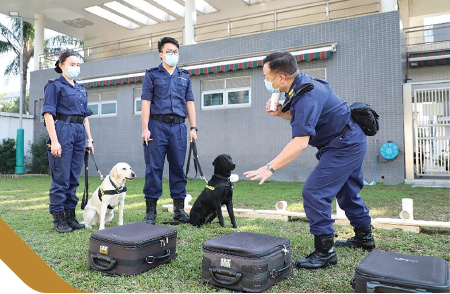海關搜查犬課成功通過香港學術及職業資歷評審局的專業評審，把領犬訓練課程納入「資歷名冊」。學員趙俊熙先生(中)及劉靖匡女士(左)正帶領犬隻進行搜查技巧訓練。