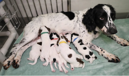 Litter of six puppies born in first-ever breeding cooperation between C&ED and FSD on the first day of the Lunar New Year (12 February 2021).