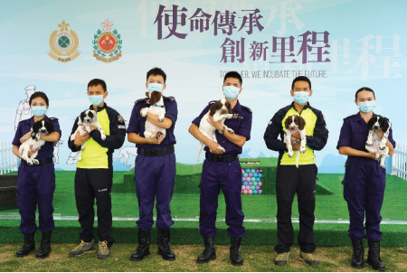 海关与消防处合作繁育六只幼犬，并从中挑选两只接受训练，成为爆炸品搜查犬。