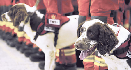 是次出動的搜救犬是Umi及Twix，牠們憑著靈敏的嗅覺，準確判斷人類的氣味及來源，快速而有效地在一個大範圍內進行搜索，大大縮短救援時間。(相片由消防處提供)