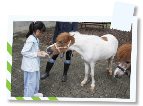 小朋友一嘗餵飼小馬的樂趣。