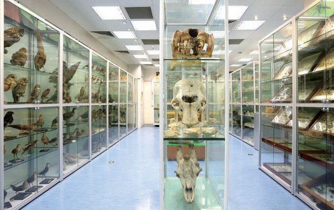 香港生物多樣性博物館的收藏展品