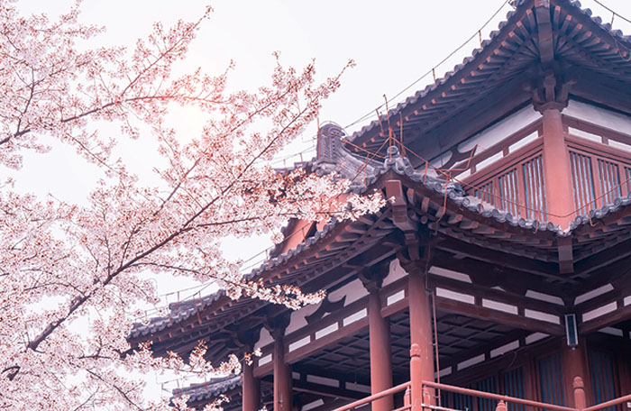 闲情絮语 
一日看尽长安花